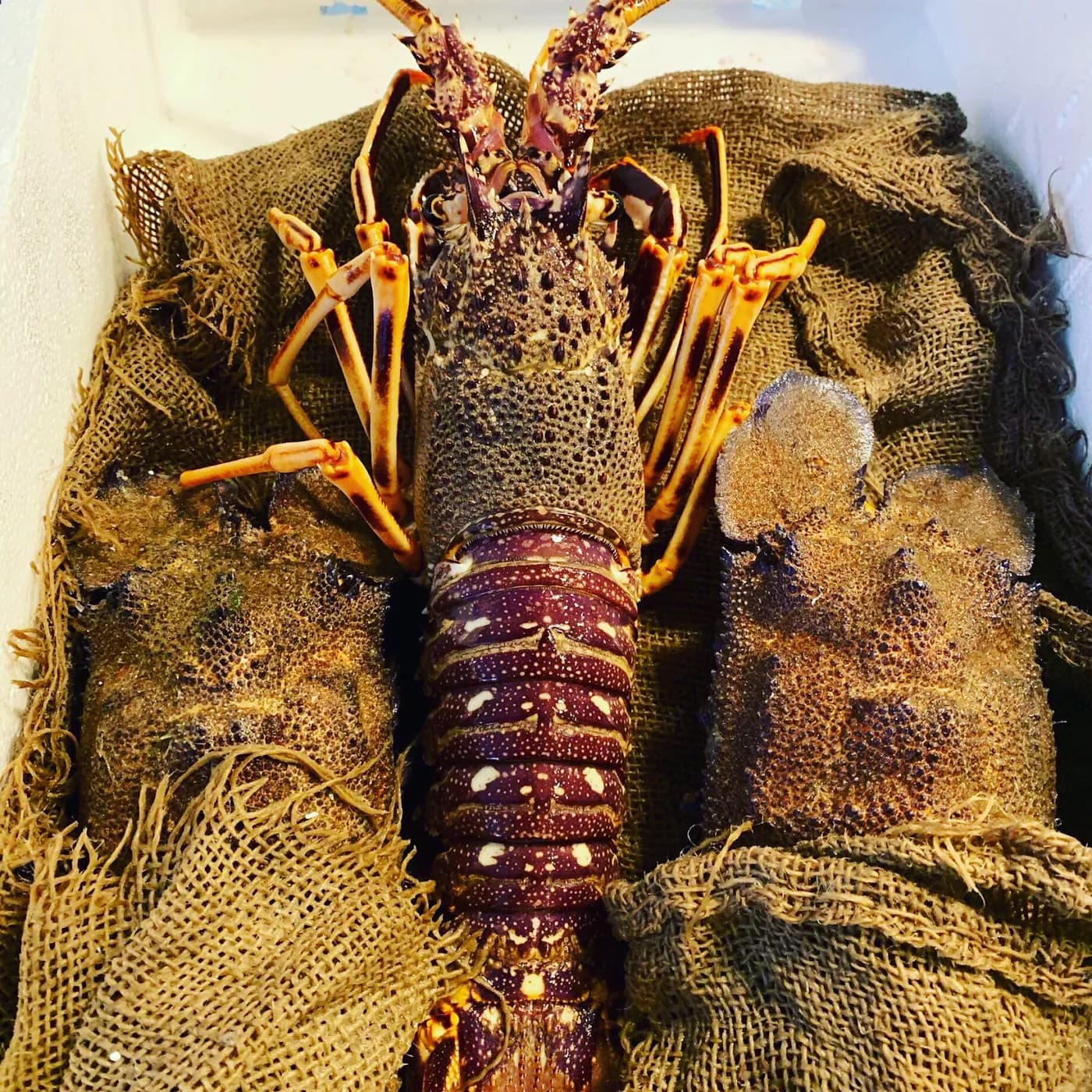 Lobster on our seafood counter