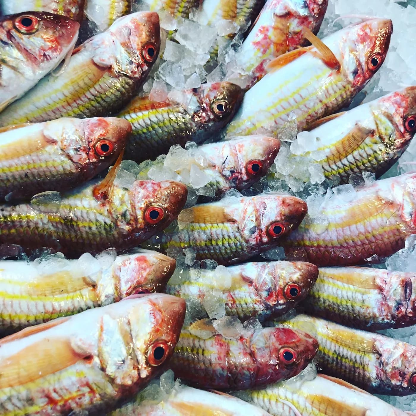 Fresh red mullet on the fishmonger's counter